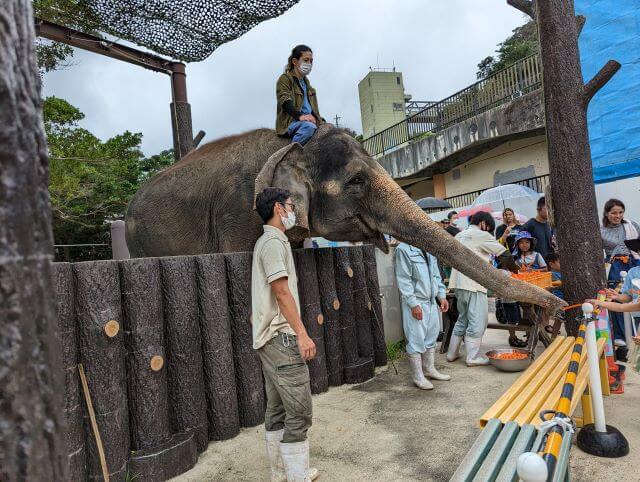 沖縄県沖縄市胡屋にある動物園「こどもの国沖縄ズージアム」のゾウのエサやり体験の画像。子どもがゾウにニンジンをあげているところ。